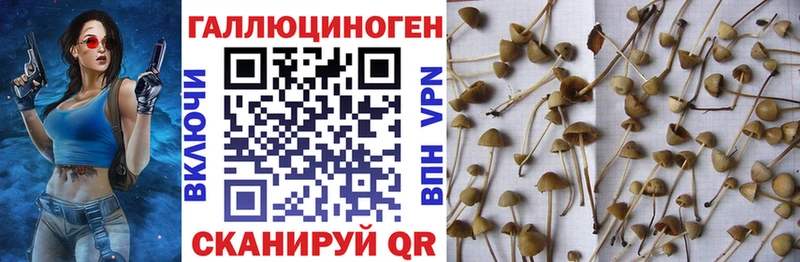 Галлюциногенные грибы MAGIC MUSHROOMS Купить Теберда